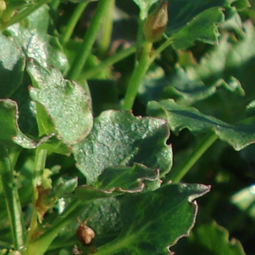 Campanule - Campanula Royal Wave (Foliage)