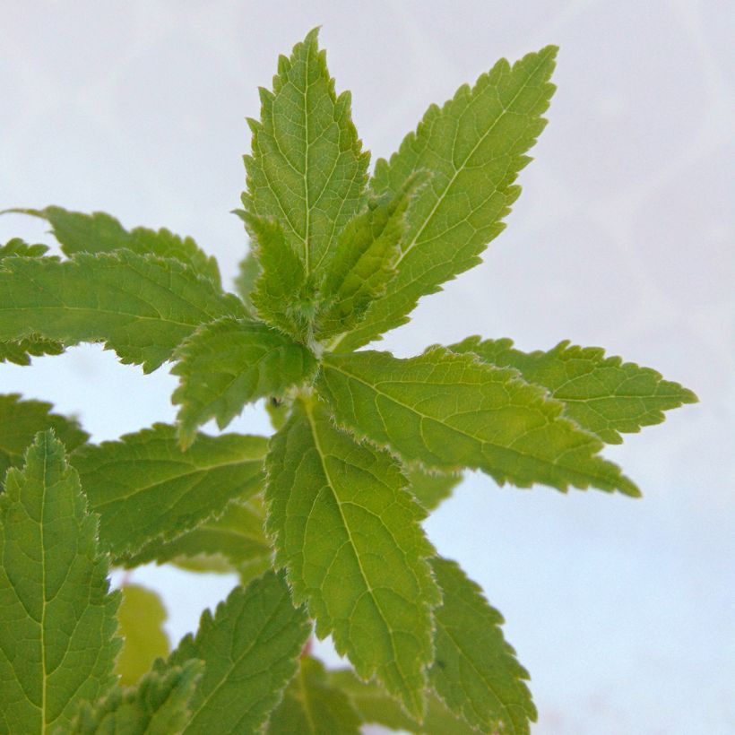 Campanule lactiflora - Campanule laiteuse (Foliage)