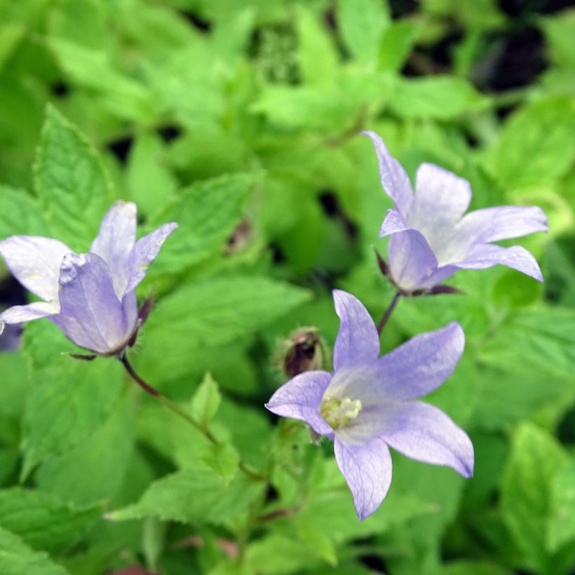 Campanula lactiflora Prichard's Variety - Campanule laiteuse  (Flowering)