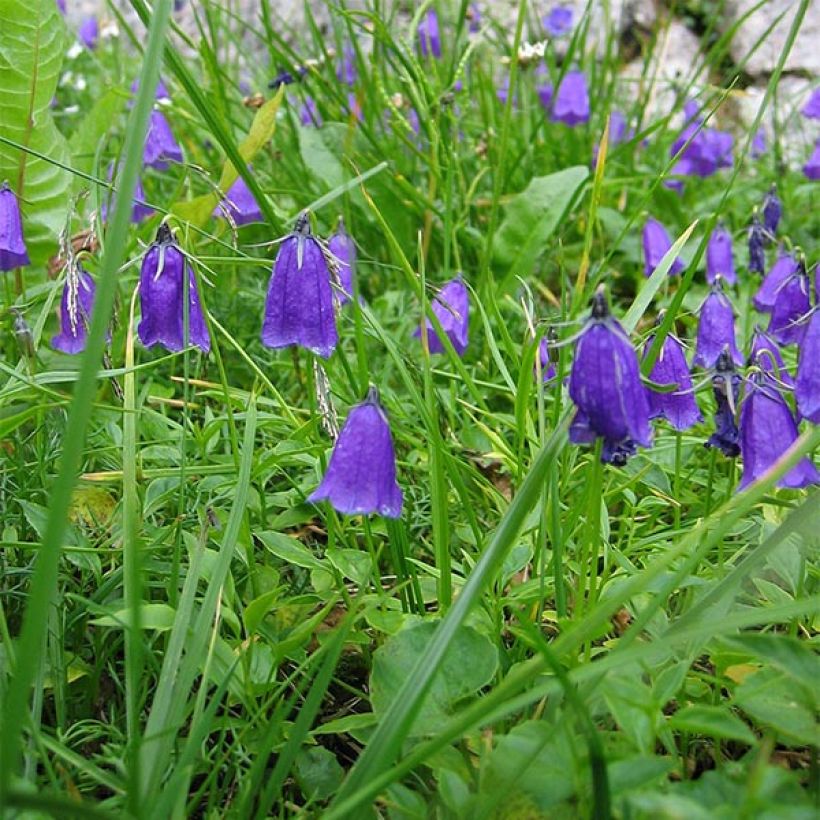 Campanule pulla (Flowering)