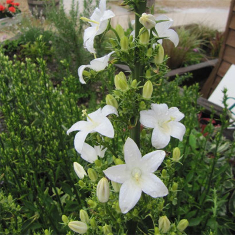 Campanule pyramidalis Alba - Campanule pyramidale blanche (Flowering)