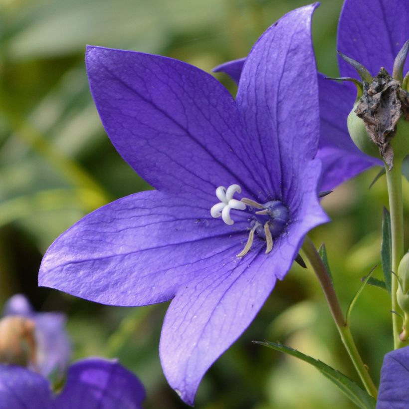 Campanule waldsteiniana (Flowering)