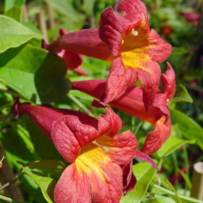 Campsis capreolata Atrosanguinea - Bignone à vrilles (Flowering)