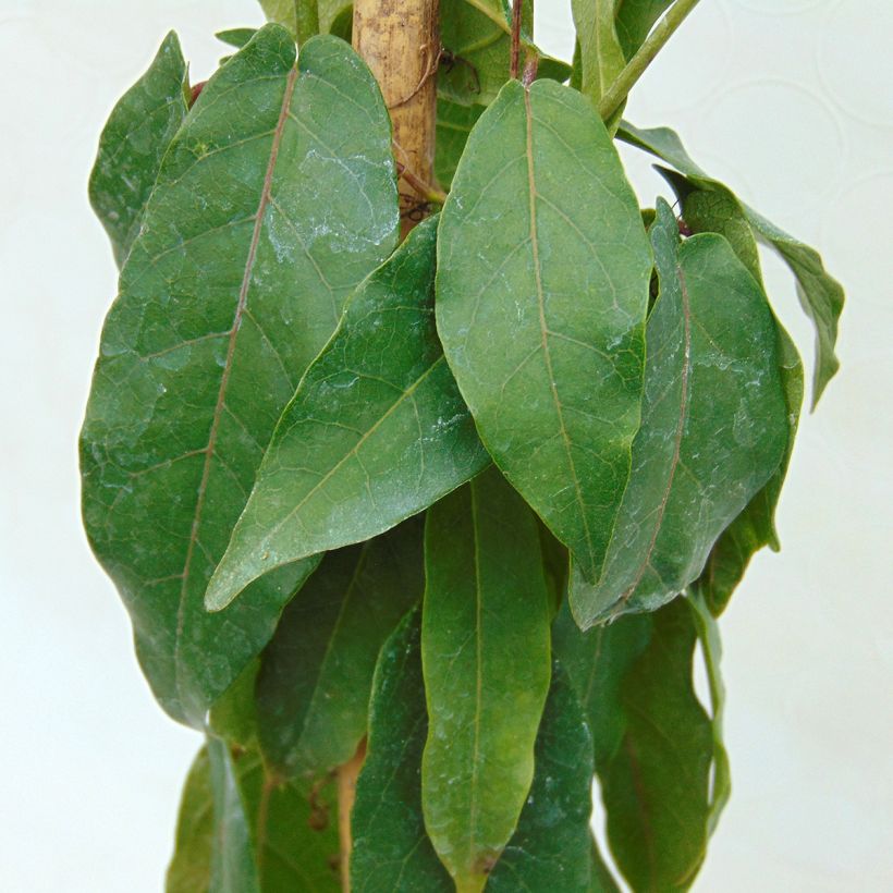 Campsis capreolata - Bignone à vrilles (Foliage)