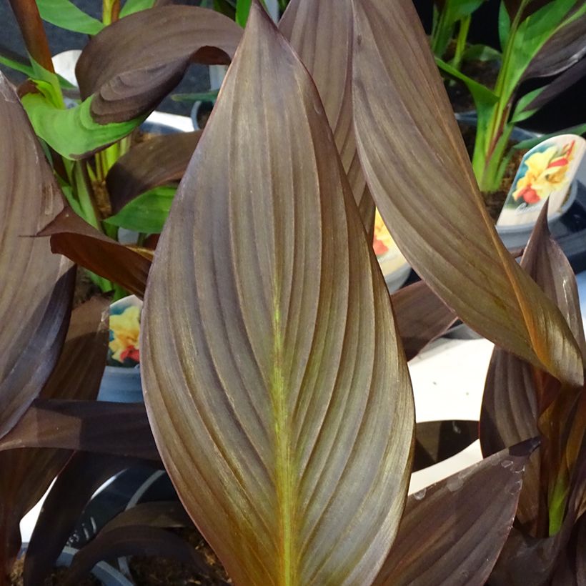 Canna Mme Angèle Martin - Balisier (Foliage)