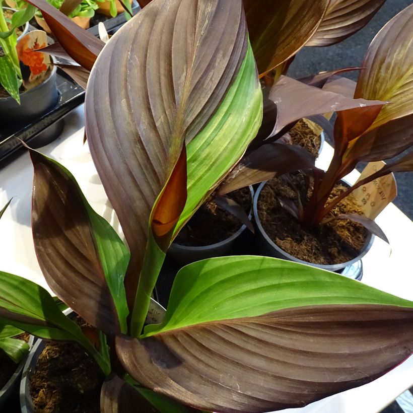 Canna Cleopatra - Balisier panaché jaune et rouge. (Foliage)
