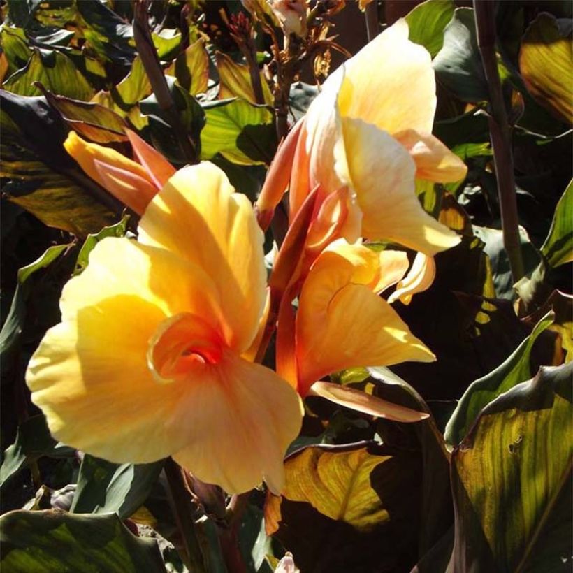 Canna Louis Cottin - Balisier nain jaune abricot, feuillage pourpre (Flowering)