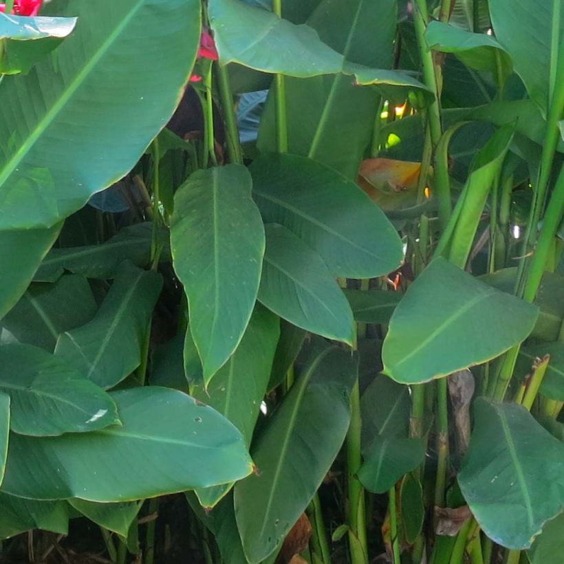 Canna Marabout (Foliage)