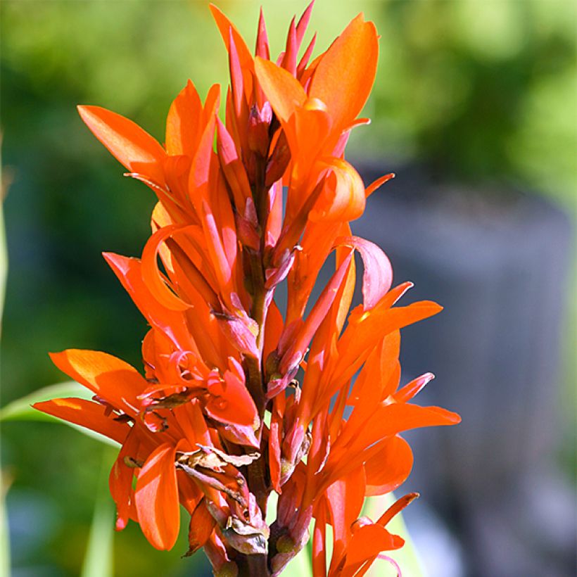 Canna Marabout (Flowering)