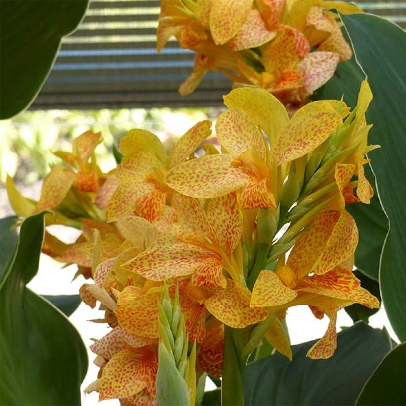 Canna Picasso - Balisier jaune picté de rouge (Flowering)