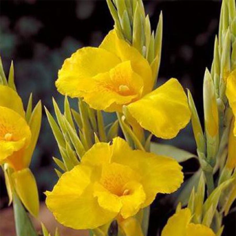 Canna Soleil d'Or - Balisier de taille moyenne, à fleurs jaune d'or éclatant. (Flowering)