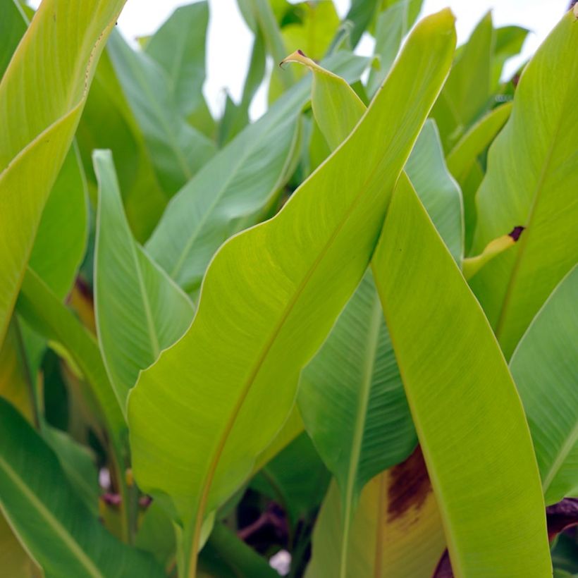Canna Strasbourg - Balisier de taille moyenne, à fleurs rouge sang. (Foliage)