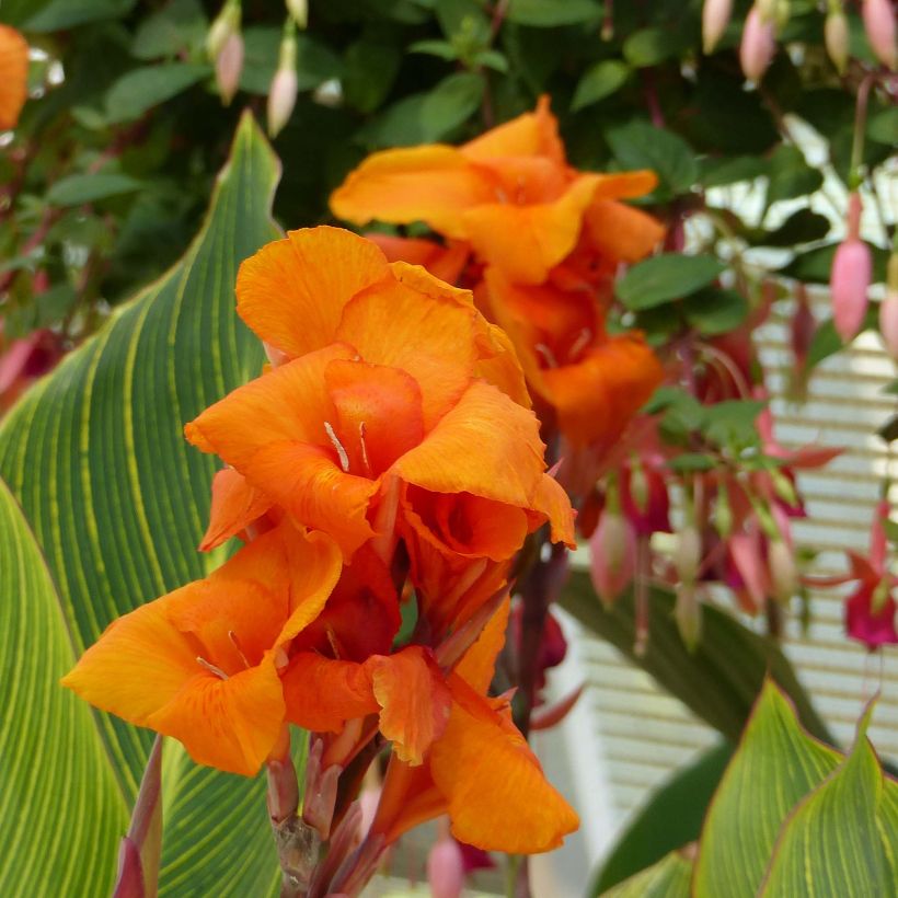 Canna Striata (Flowering)