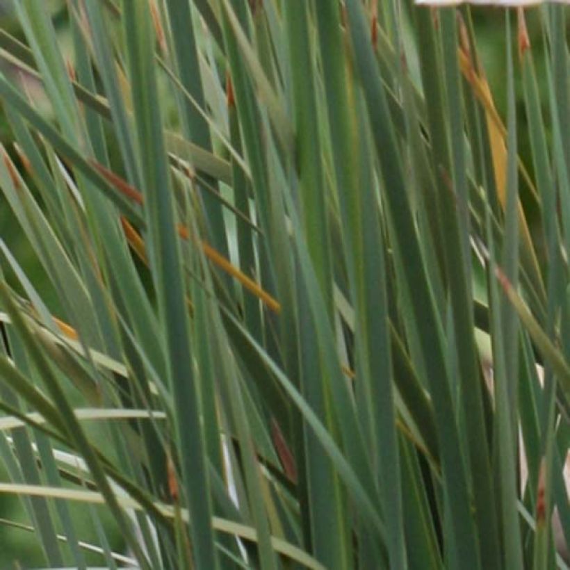 Canne à pêche des Anges - Dierama pulcherrimum (Foliage)