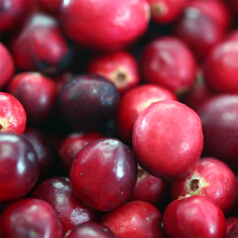 Canneberge - Cranberry- Vaccinium macrocarpon Pilgrim (Harvest)