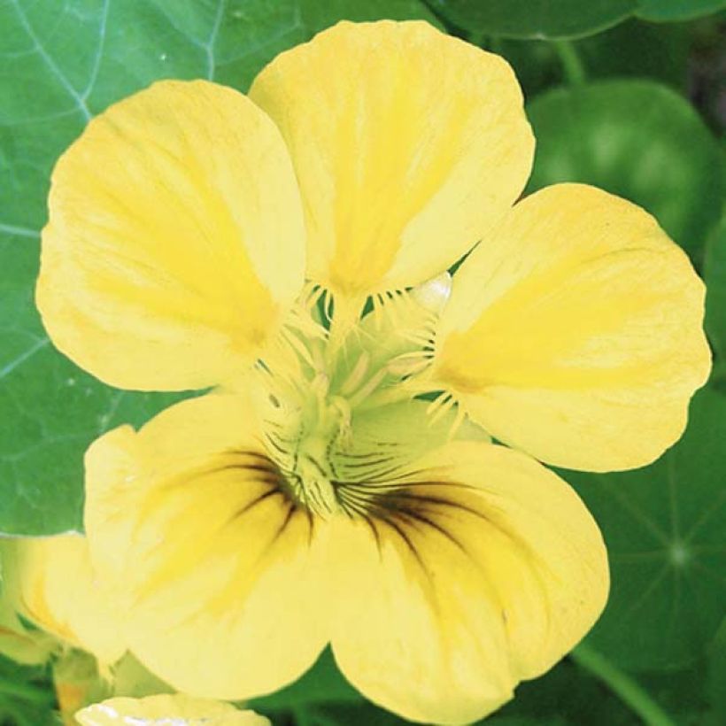 Capucine, Tropaeolum ciliatum (Flowering)