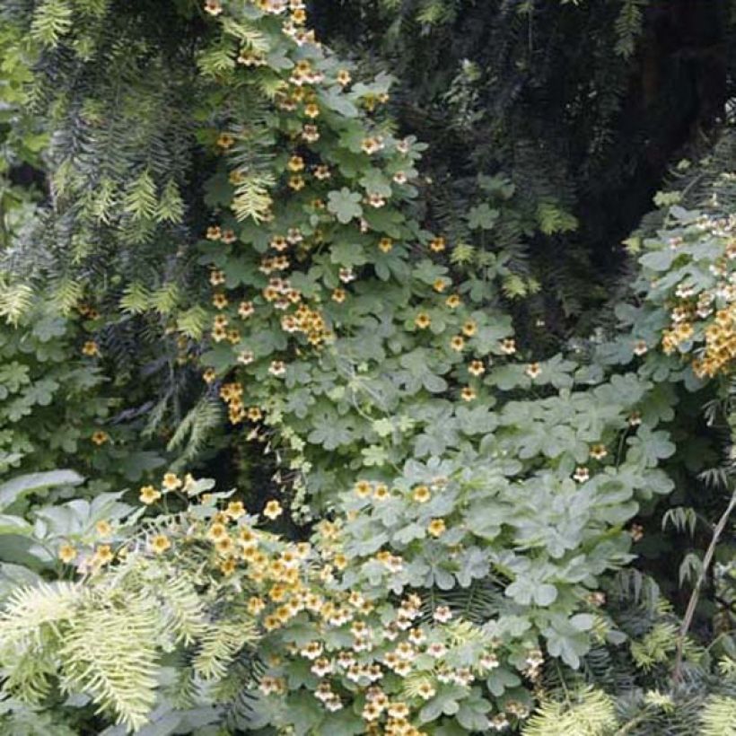 Capucine, Tropaeolum ciliatum (Plant habit)