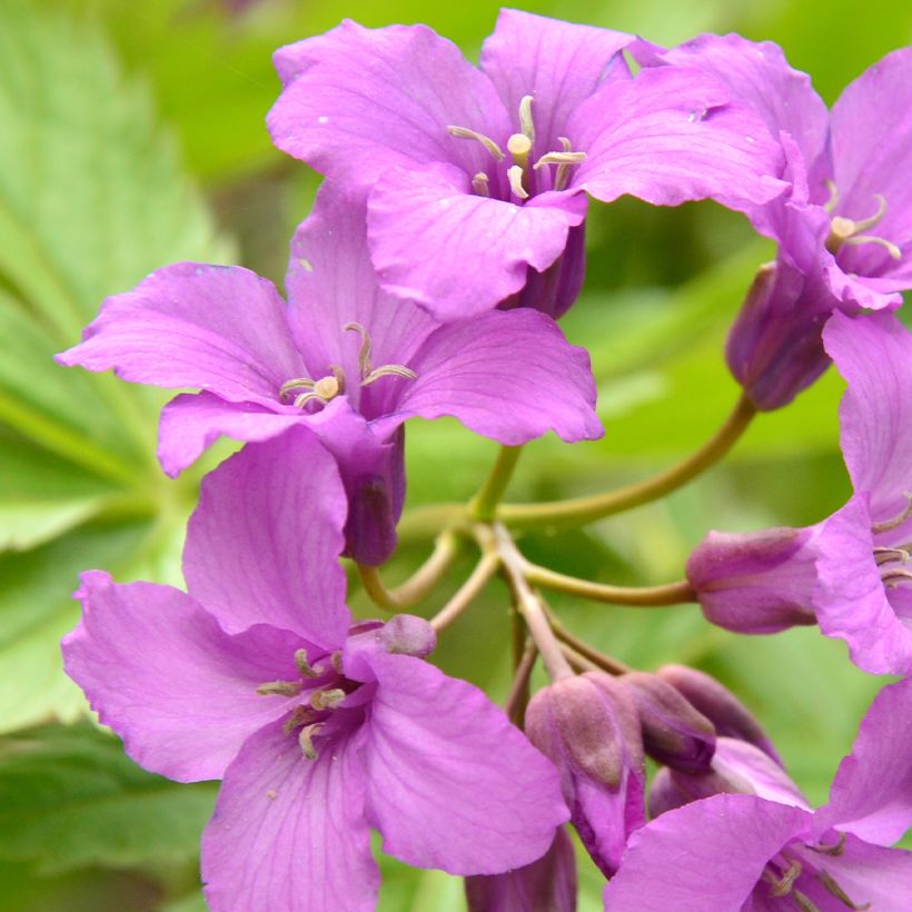 Cardamine pentaphylla, Cresson des près (Flowering)