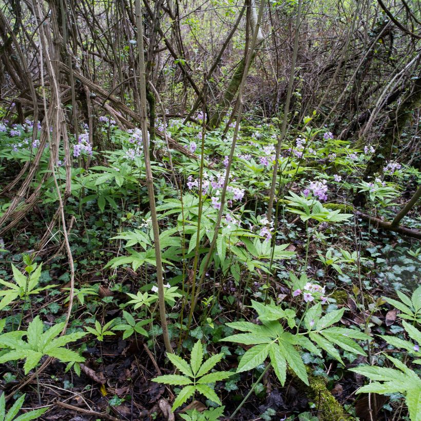 Cardamine pentaphylla, Cresson des près (Plant habit)