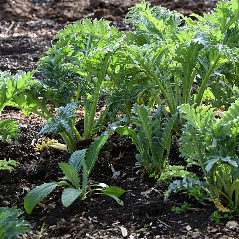 Cardon rouge d'Alger - Cynara cardunculus (Plant habit)