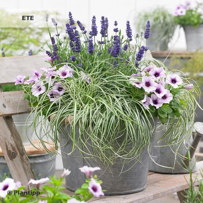 Carex EVERCOLOR® Everlite - Laîche d'Oshima (Plant habit)