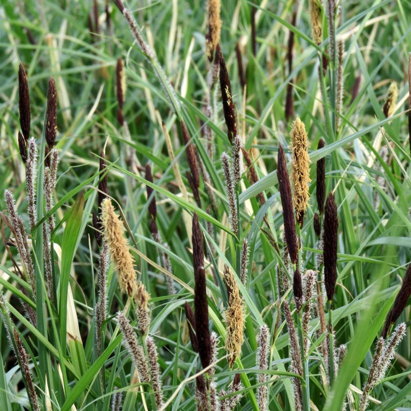 Carex acutiformis - Fausse laîche aigüe (Flowering)
