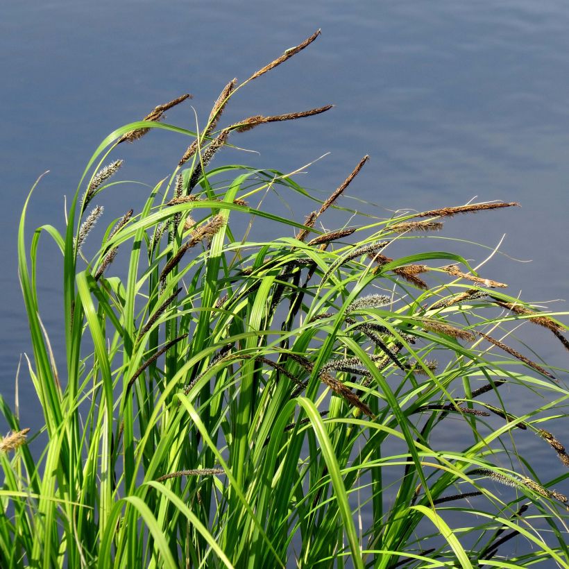 Carex acutiformis - Fausse laîche aigüe (Plant habit)