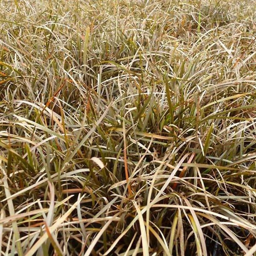 Carex berggrenii - Laîche (Foliage)