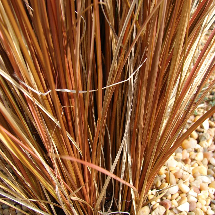 Carex comans Bronco - Laîche de Nouvelle-Zélande  (Foliage)