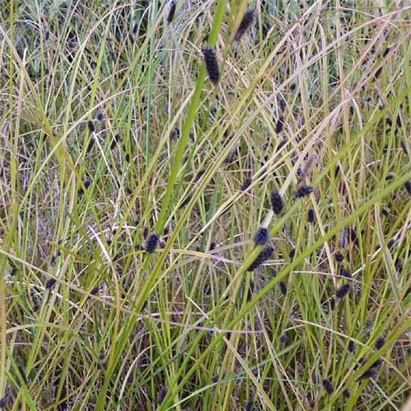Carex dipsacea - Laîche d'automne (Flowering)