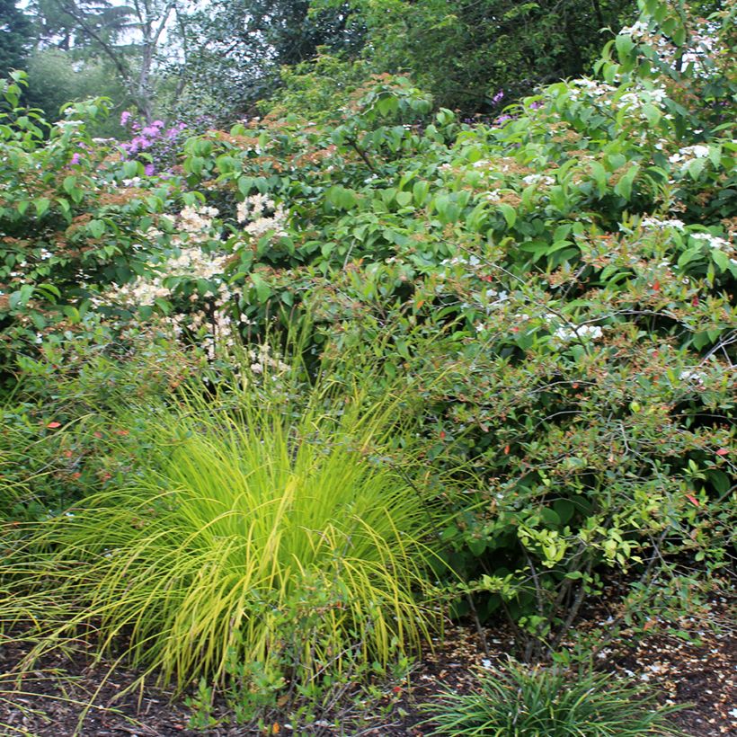 Carex elata Aurea - Laîche dorée (Plant habit)
