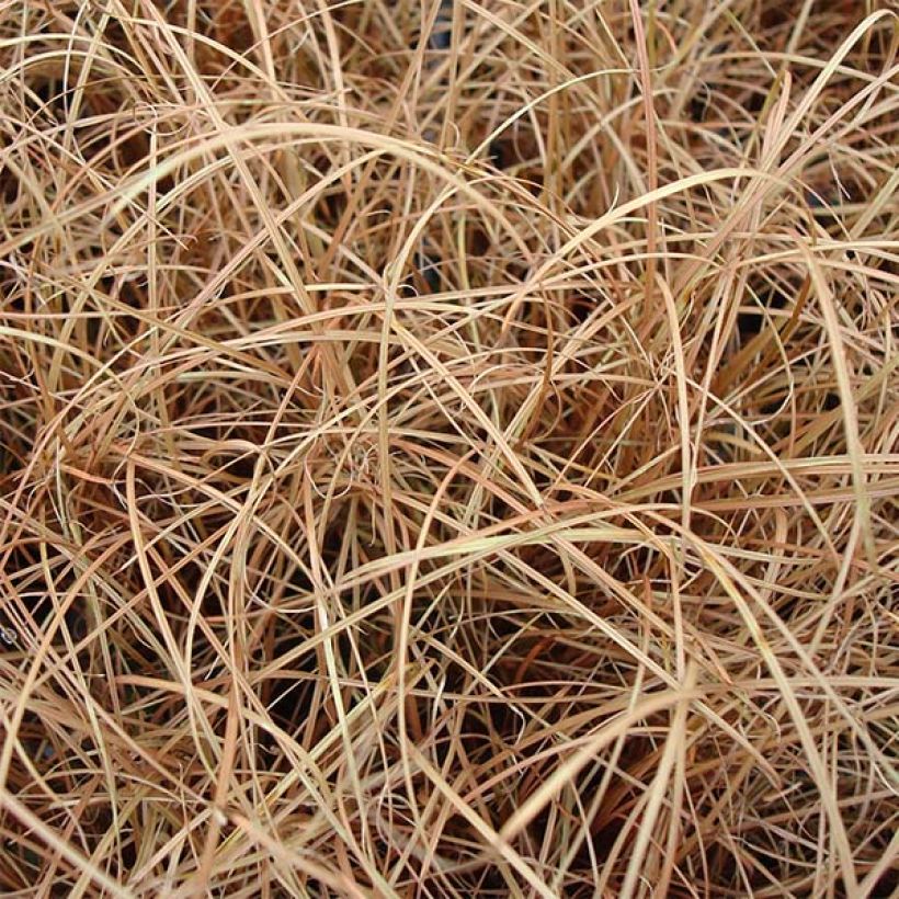 Carex flagellifera - Laîche de Nouvelle-Zélande (Foliage)