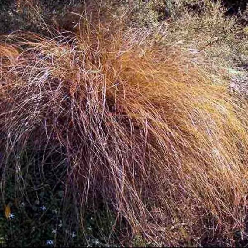 Carex flagellifera - Laîche de Nouvelle-Zélande (Plant habit)