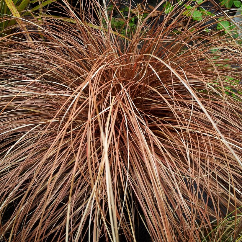 Carex flagellifera Bronzita - Laîche de Nouvelle-Zélande (Plant habit)
