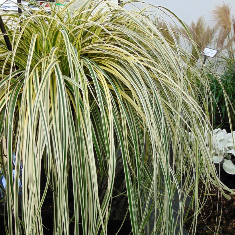 Carex hybride Feather Falls (Plant habit)