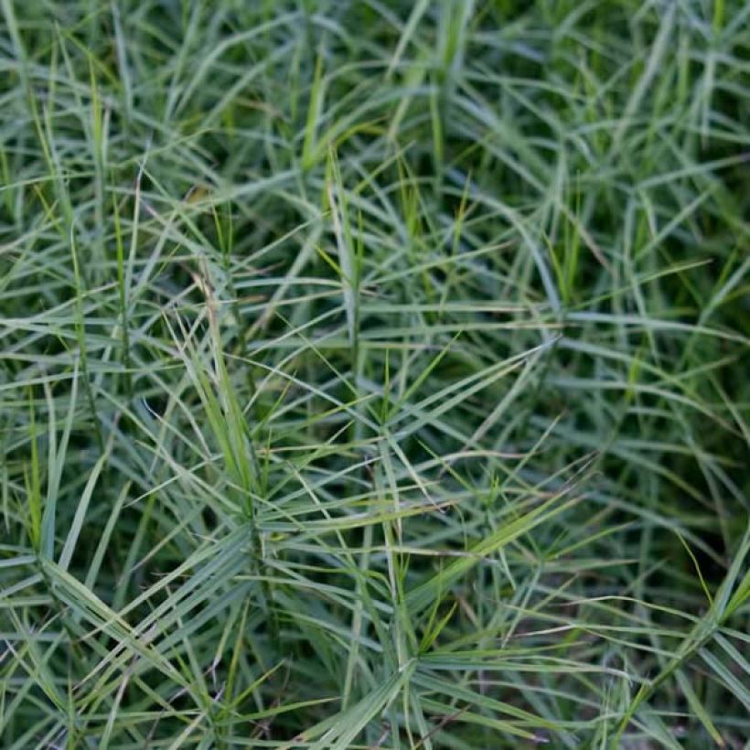 Carex muskingumensis Little Midge - Laîche d'Amérique (Foliage)