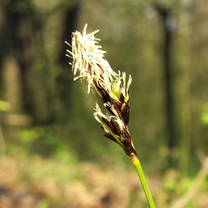 Carex montana - Laîche des montagnes (Flowering)
