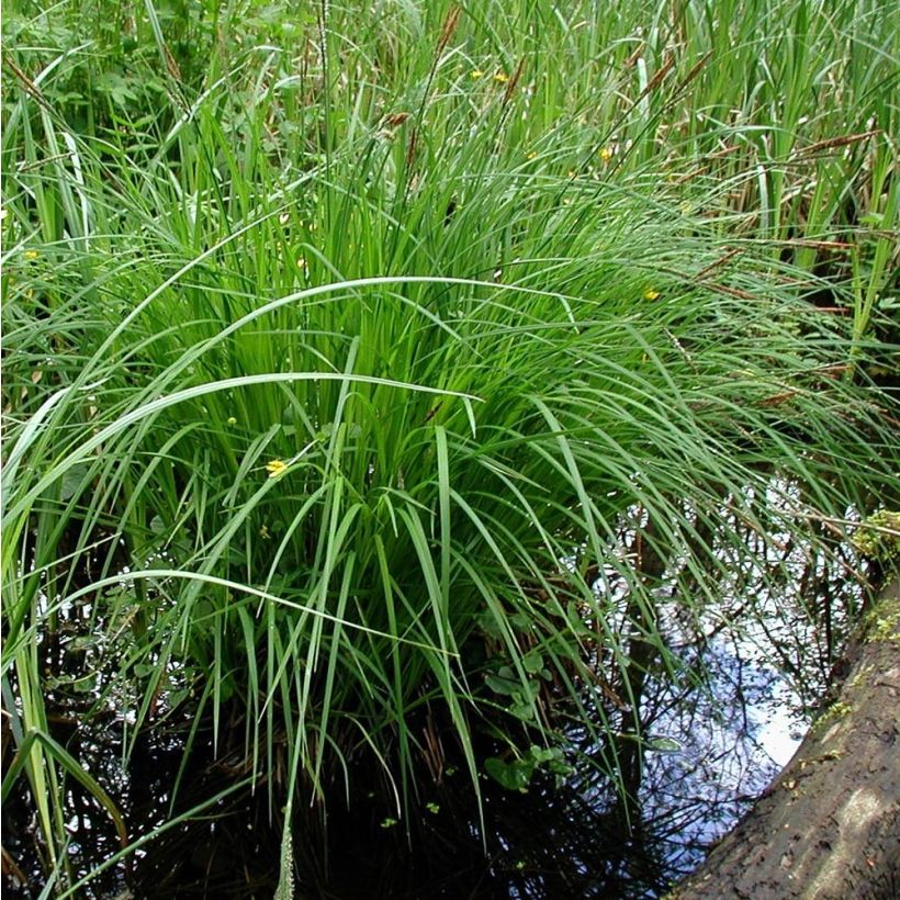 Carex montana - Laîche des montagnes (Plant habit)