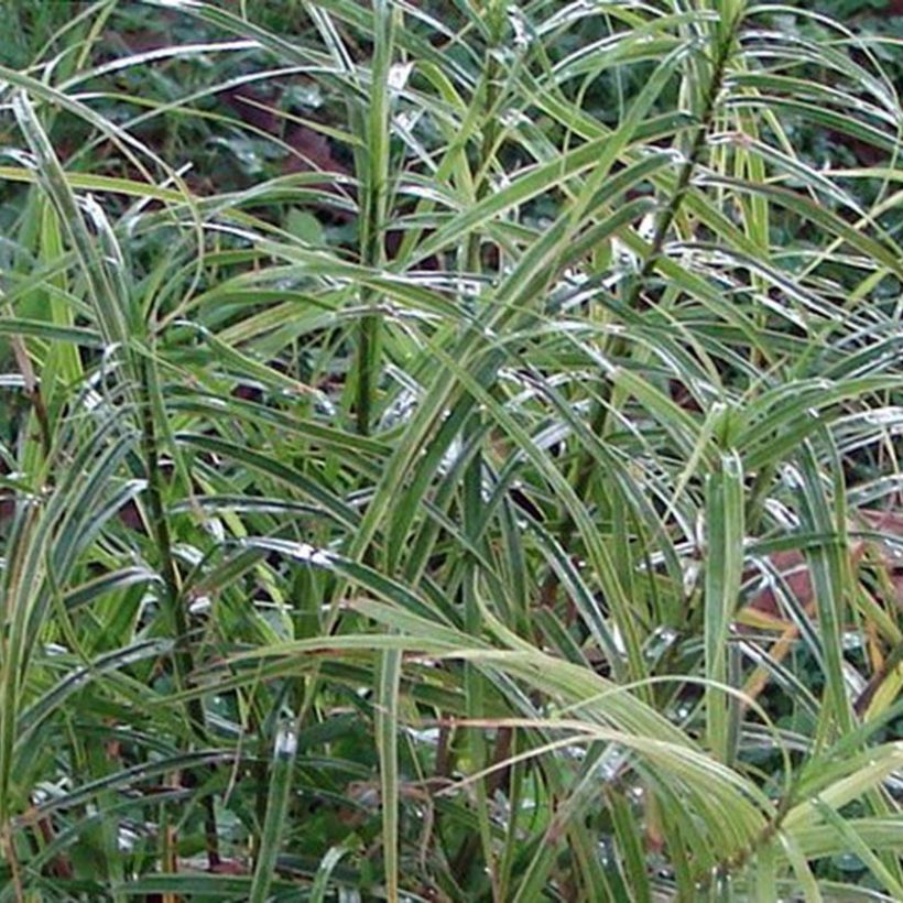 Carex muskingumensis Oehme - Laîche palmée (Foliage)
