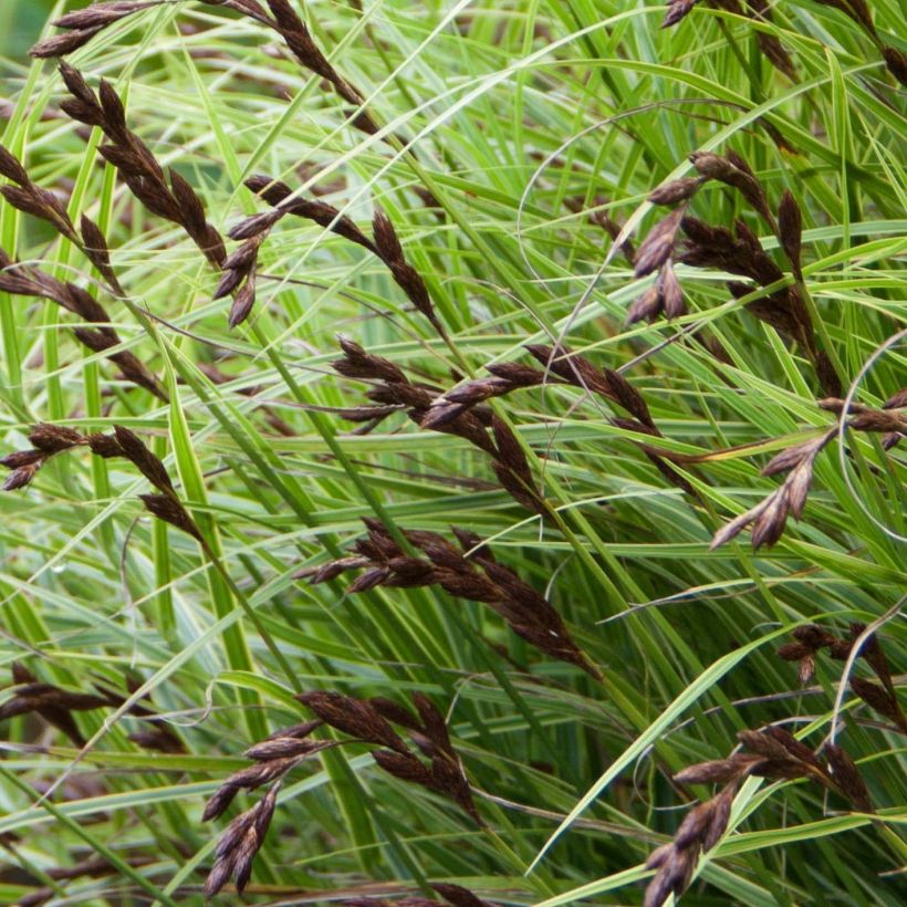 Carex muskingumensis Oehme - Laîche palmée (Flowering)
