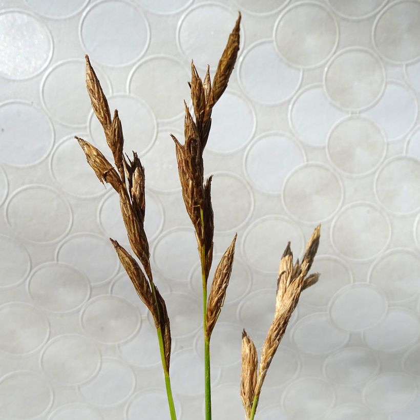 Carex muskingumensis Silberstreif - Laîche d'Amérique (Flowering)