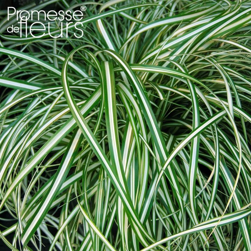 Carex EVERCOLOR® Everlite - Laîche d'Oshima (Foliage)
