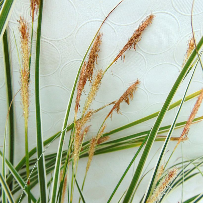 Carex oshimensis Everillo - Laîche d'Oshima (Flowering)