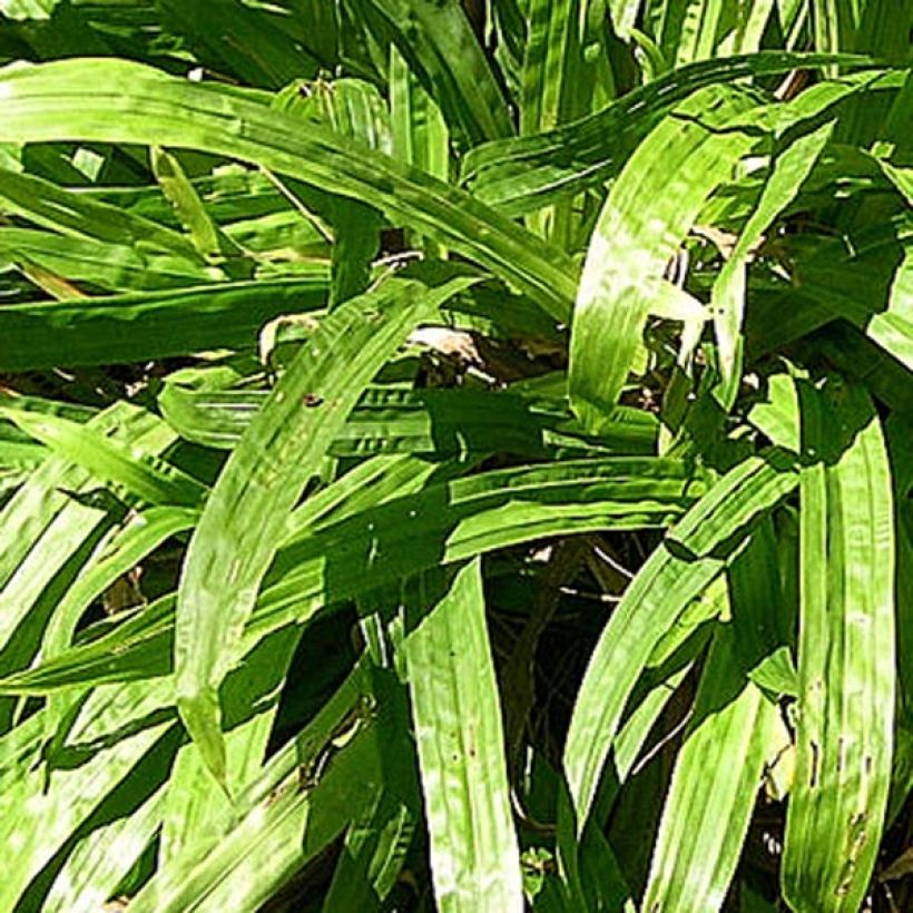 Carex plantaginea - Laîche à feuilles larges (Foliage)