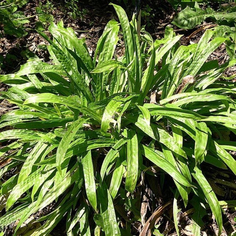 Carex plantaginea - Laîche à feuilles larges (Plant habit)