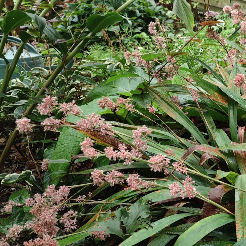 Carex scaposa - Laîche de Chine (Plant habit)