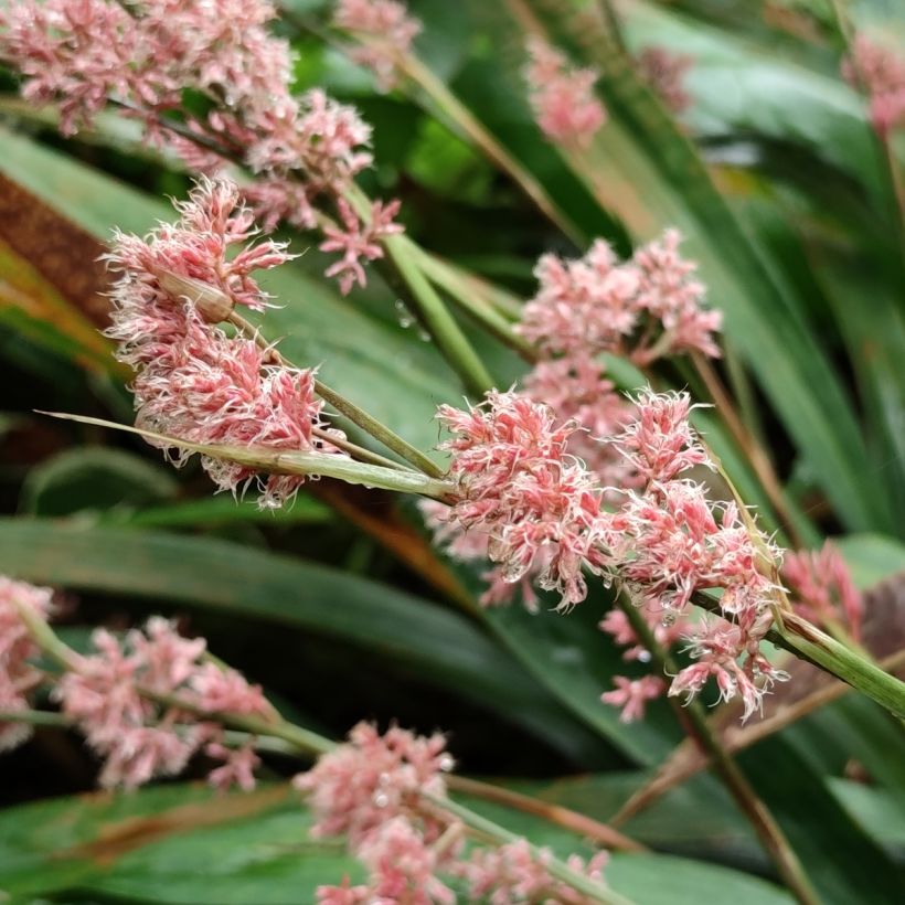 Carex scaposa - Laîche de Chine (Flowering)
