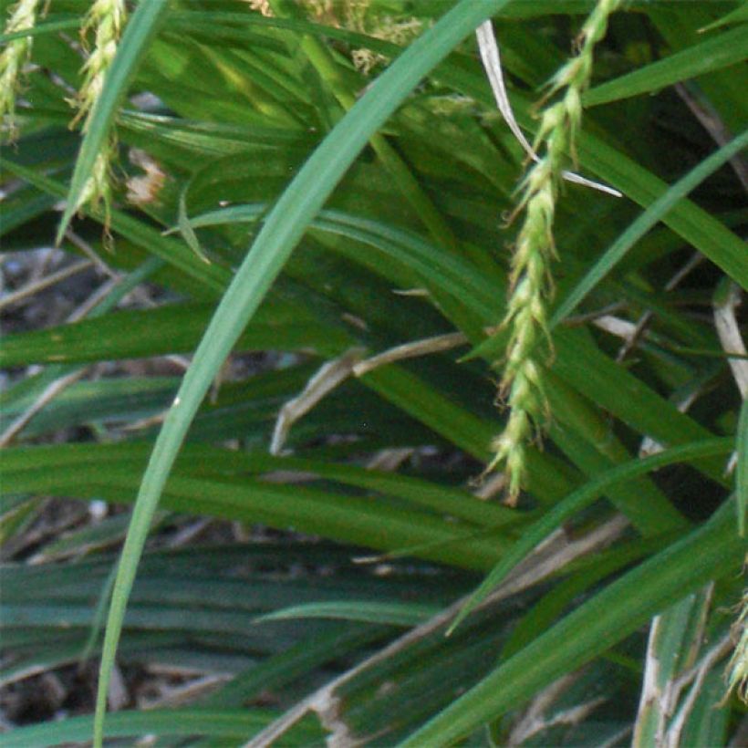 Carex sylvatica - Laîche des bois (Foliage)