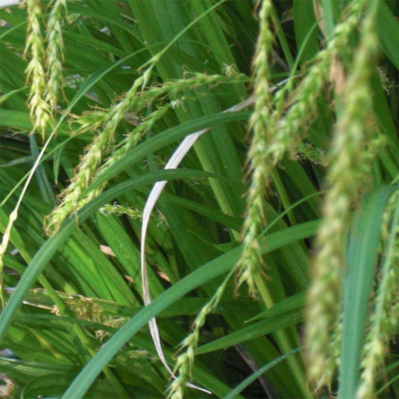 Carex sylvatica - Laîche des bois (Flowering)
