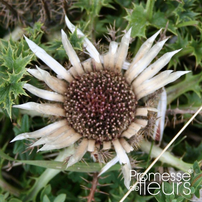 Carlina acaulis ssp. simplex - Carline à tige courte, des Alpes (Flowering)
